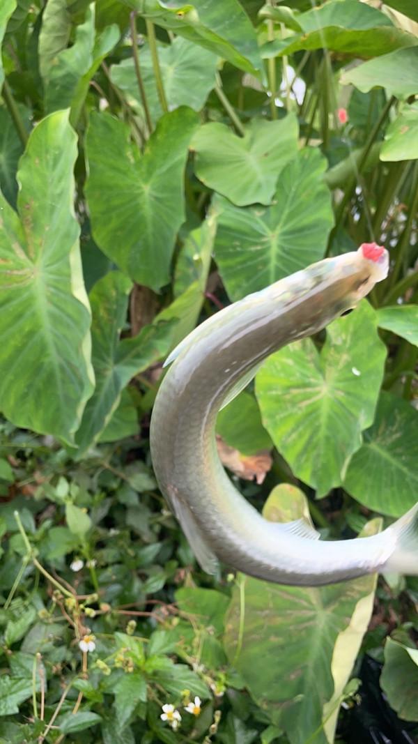 為什麼會釣到了大貨?關鍵是調漂調到位了 為什麼會釣到了大貨?關鍵是調漂調到位了