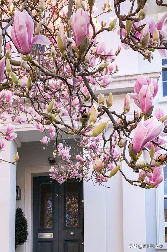 有花的院子才叫花園！沒花的花園最蒼白！花園應該這樣種花
