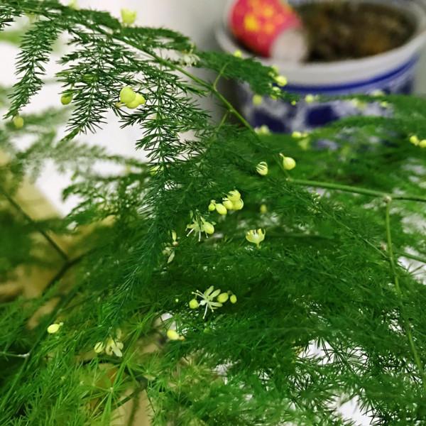 家中養&OpenCurlyDoubleQuote;5種竹&rdquo;，富貴不俗，護家祥瑞，好日子節節高升