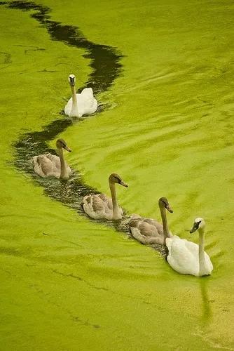 分享——天鵝之美