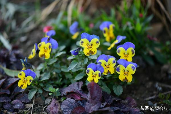 萬物起始，立春暖陽下，等待花園甦醒 &vert; 園丁