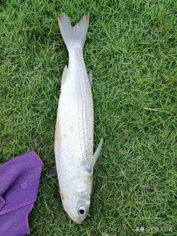 歷經一番驚險刺激的操作，小鉤成功博大魚一條……