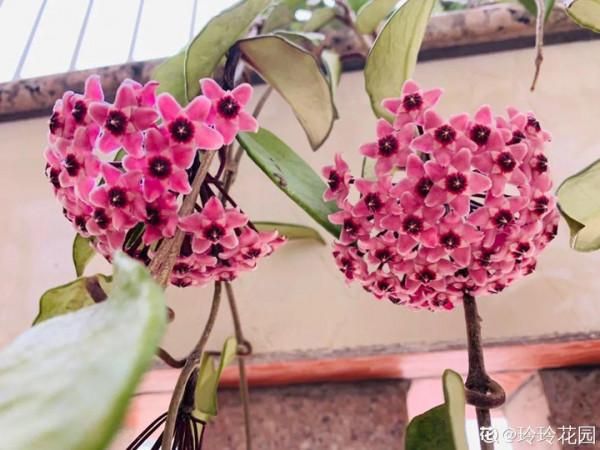 10種花得窮養,盆越小、水越少,越長得旺 10種花得窮養,盆越小、水越少,越長得旺