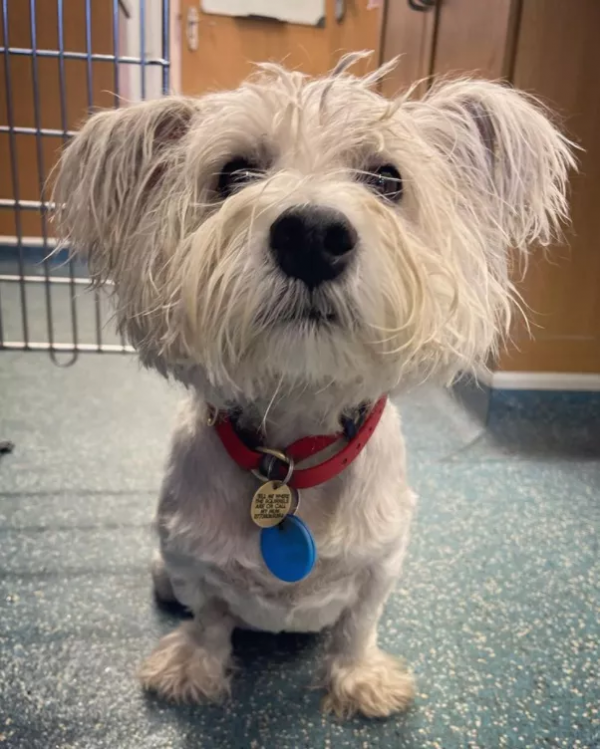 女主人養了一隻沒眼睛的狐狸，一隻沒腿總“翻車”的狗子，網友們：太可愛了吧