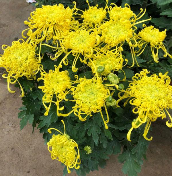 “27種”耐寒的花，好養不怕冷，低溫也能開花