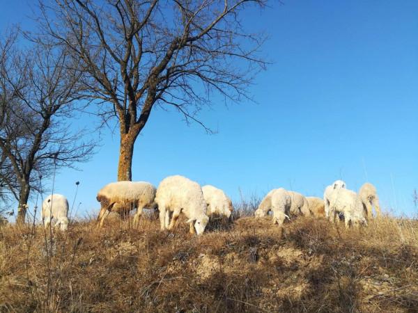 放養羊只壓欄惜售的底氣從哪裡來？粗放管理不計人工，好牌被打爛