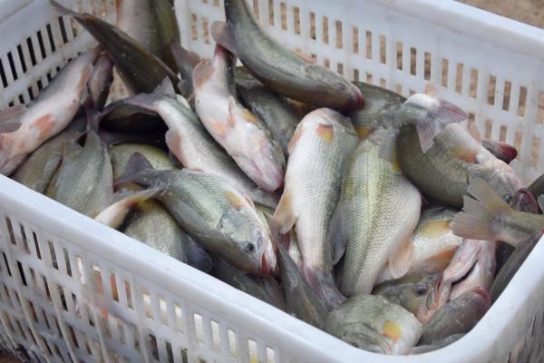 加州鱸真的是天生的“糖尿病”嗎?血糖高的危害及如何有效防控 加州鱸真的是天生的“糖尿病”嗎?血糖高的危害及如何有效防控