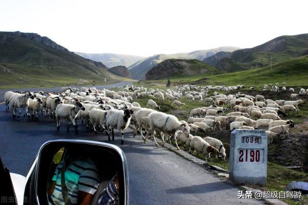 去西藏，真的能偶遇嗎？老驢友回答：那是做夢，哪有那麼多好事呀