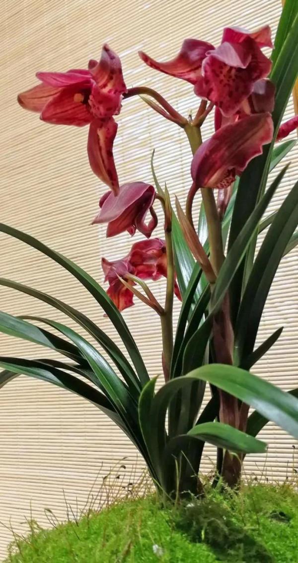 分享圖片：大紅精品蘭花66款