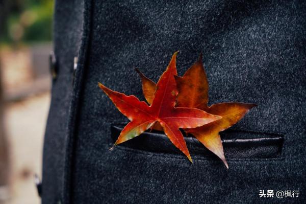 再有半個月，北京將迎來最美的季節，12個銀杏寶藏地，附機位攻略