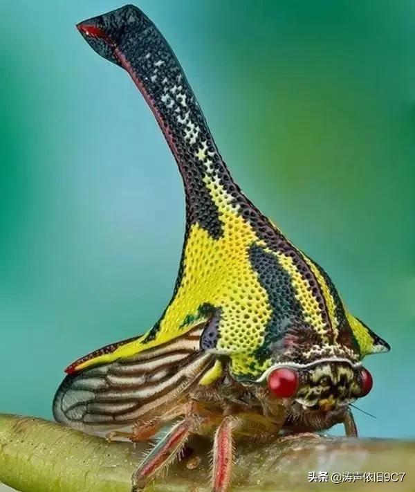 分享—奇特的動物(一) 分享—奇特的動物(一)