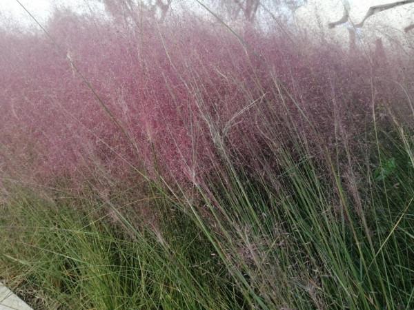 紅草與黃鴨大灰鵝 紅草與黃鴨大灰鵝