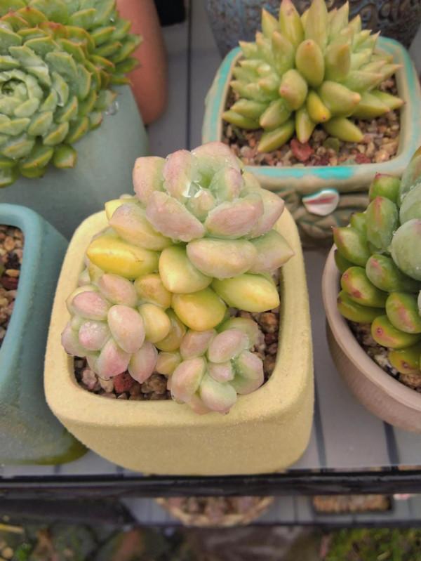 對比照記錄多肉驚豔變化，想要多肉變美，做到這幾步，千萬別忽視