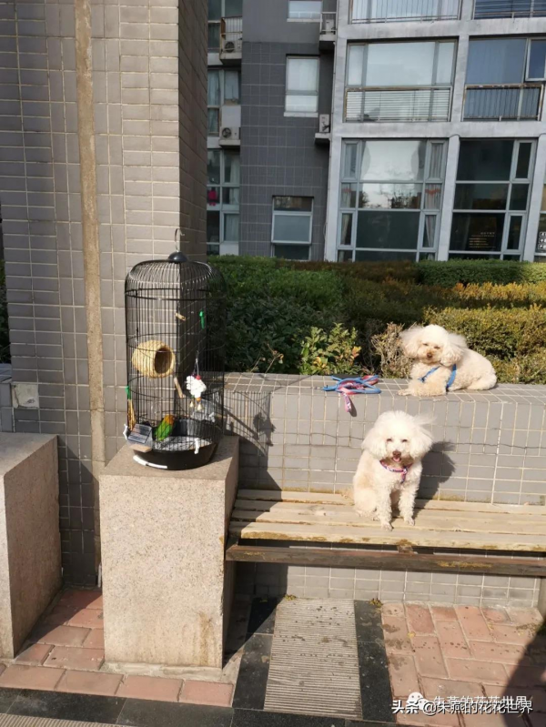 一隻沒有喝孟婆湯的小鸚鵡 一隻沒有喝孟婆湯的小鸚鵡