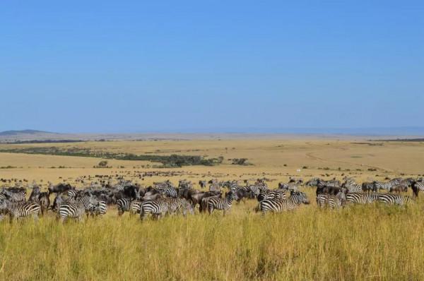 非洲最美的國家公園-馬賽馬拉
