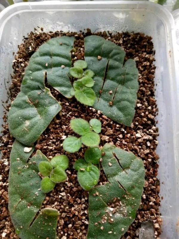 9種&OpenCurlyDoubleQuote;貴氣花&rdquo;，立春後&OpenCurlyDoubleQuote;快扦插&rdquo;，生根快，比夏天還&OpenCurlyDoubleQuote;好活&rdquo;