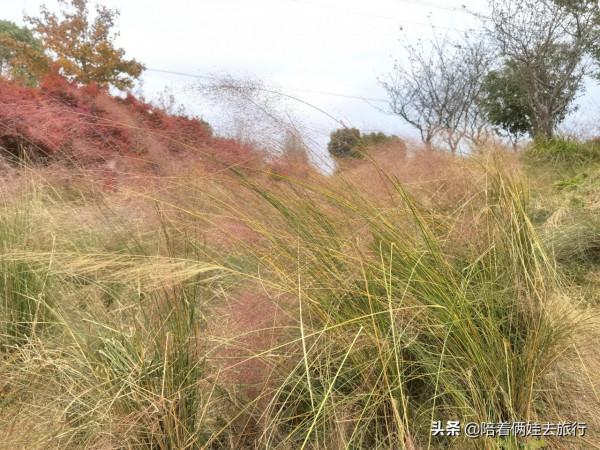 上海花開海上深秋的賞楓之行,醉美楓葉皆秋意,霜葉紅於二月花 上海花開海上深秋的賞楓之行,醉美楓葉皆秋意,霜葉紅於二月花