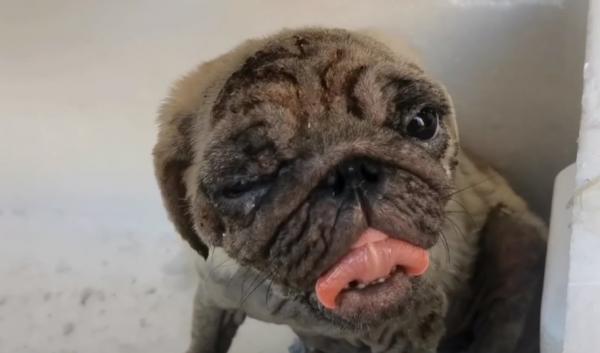 東北：滿身面板病，散發著惡臭的流浪巴哥犬，卻還努力對人類賣萌