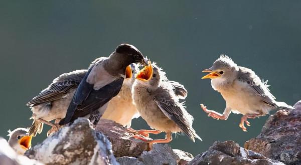 印度蝗災或向中亞擴散，新疆地區或迎來危機？“滅蝗大戰”白熱化