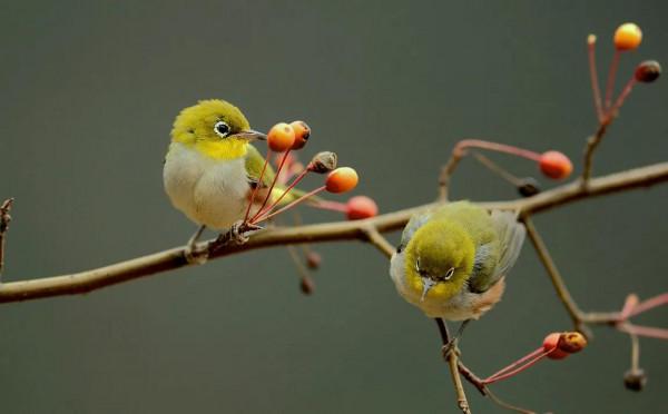分享圖片：精美絕倫的鳥兒。顏色鮮豔，姿態優美，太招人喜歡了