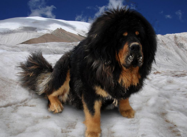 狗狗“費錢”排行榜：這幾種狗狗，花錢的領域都不同