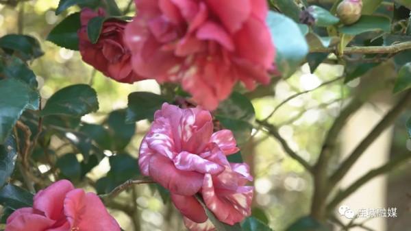 連城：“花中嬌客”不畏寒 茶花盛開滿枝頭