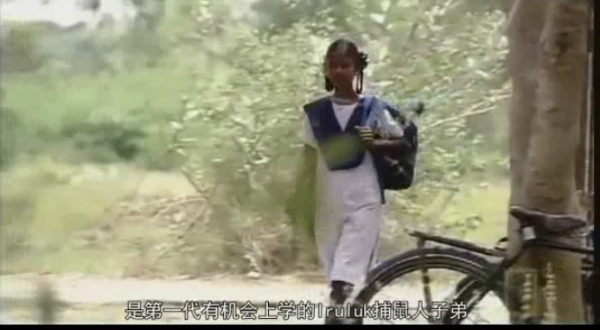 這就是印度捕鼠人一家的午飯，6只老鼠，烤焦了沾咖哩又香又脆