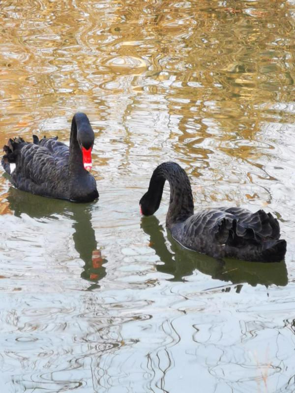 夕陽下的天鵝湖