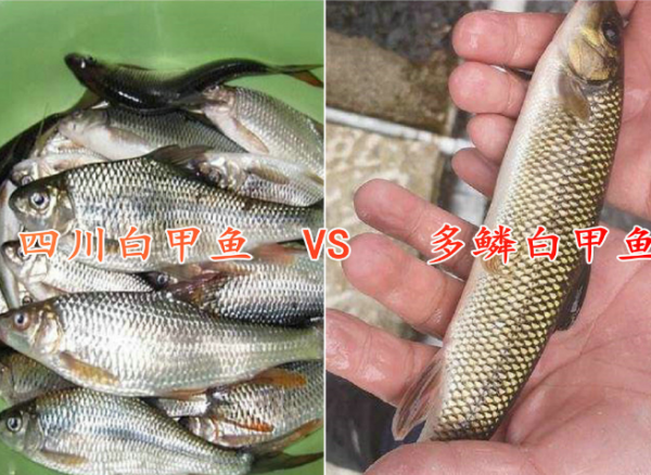 服了佳釣尼&comma;在作死的邊緣試探&comma;官方號還教授怎麼釣&OpenCurlyDoubleQuote;多鱗白甲魚&rdquo;