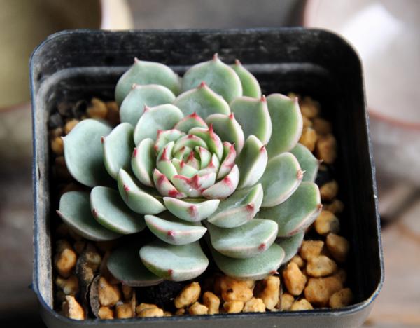 天涼，多肉進入生長“快車道”，滿足5點，莖葉長得又壯又美