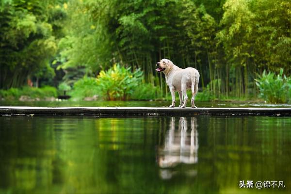 關於狗狗的9個真的和5個假的,你都知道嗎? 關於狗狗的9個真的和5個假的,你都知道嗎?