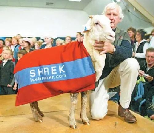 小羊因不想剪毛離家出走，六年後被抓回去，照樣剃個精光