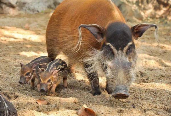非洲上演“人豬大戰”，紅河豬氾濫成災，中國吃貨：能引進嗎