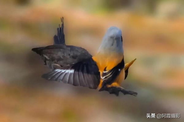 有趣的鳥兒