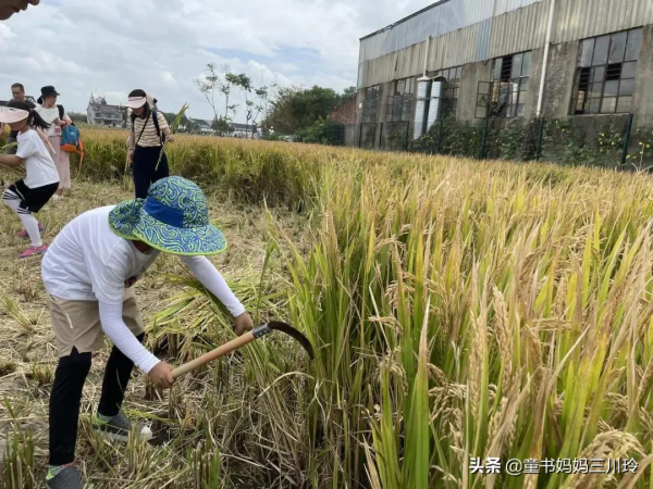 家門口的自然課堂：10個家庭秋色遊戲，好玩得有些意外