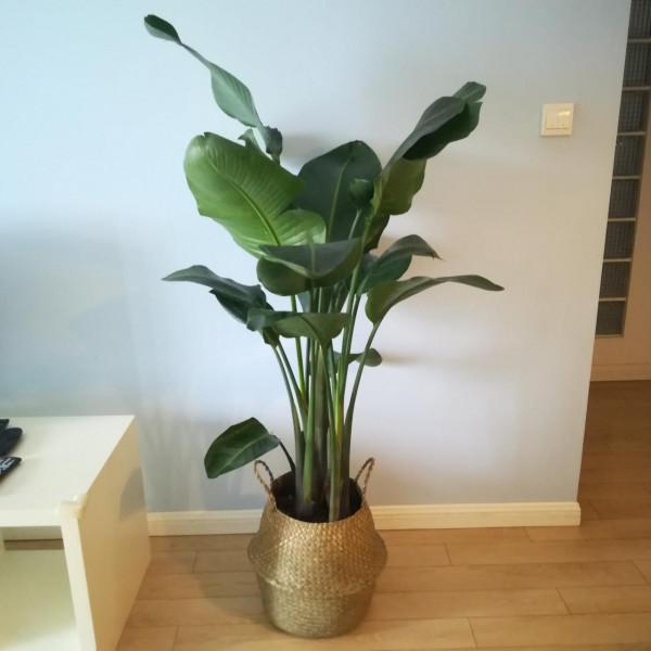 客廳層次感太弱？養這6種綠植試試，大氣又立體，幸福感倍增