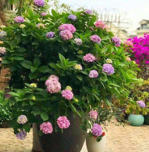 5種漂亮花，喜歡“窮養”，擠在破盆裡，能養30年