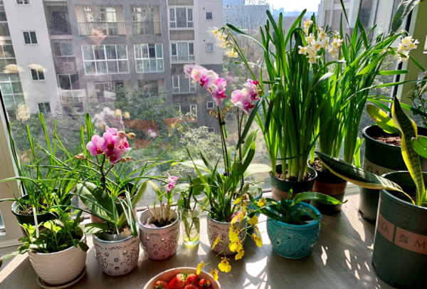 &OpenCurlyDoubleQuote;手賤&rdquo;甭養花！即使皮實如長壽花，一樣會養死