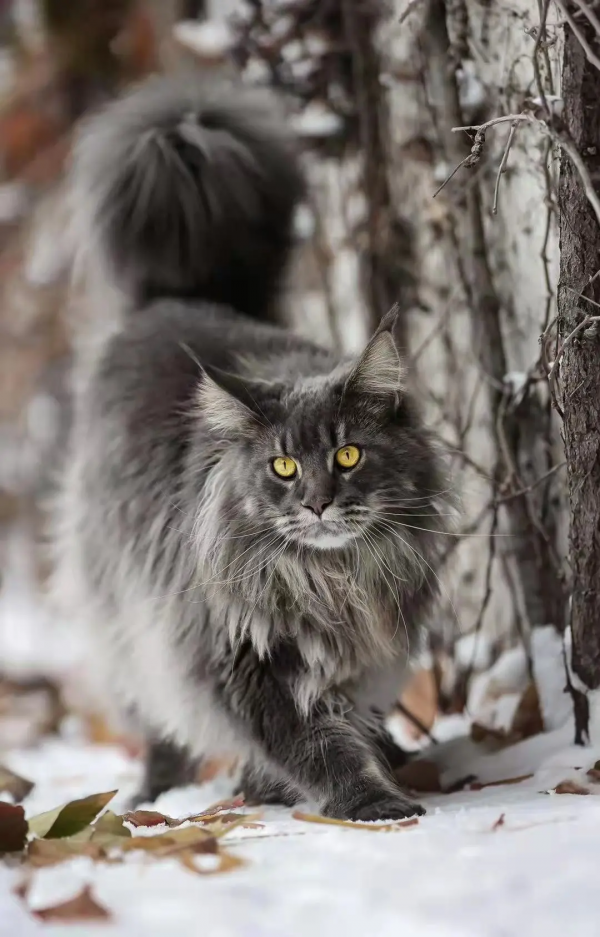 小貓咪也怕被“搶飯碗”嗎? 小貓咪也怕被“搶飯碗”嗎?