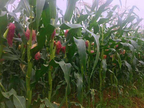 廣東鄉村的味道