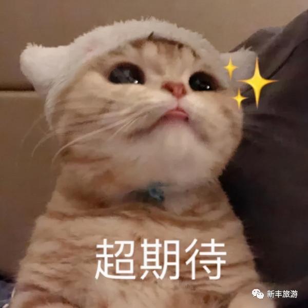 楓林似火、紅葉如霞，是新豐邀你來賞楓的專屬訊號