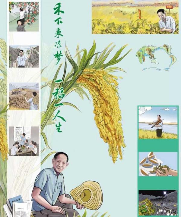 收穫了！兩米高巨型水稻開鐮收割，但畝產卻不高，還有開發價值嗎