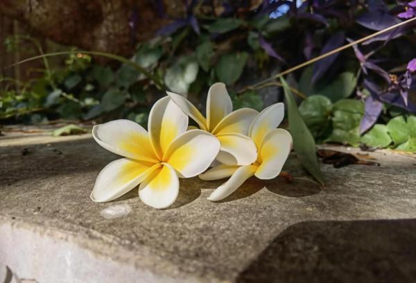 彌勒市竹園,一個美麗的地方 彌勒市竹園,一個美麗的地方