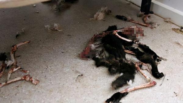 2015年,14只貓遭惡主反鎖屋中互相殘食,開啟門後如同地獄般景象 2015年,14只貓遭惡主反鎖屋中互相殘食,開啟門後如同地獄般景象