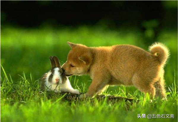 沒有哪一種動物一生像狗一樣譭譽參半，或者毀多譽少