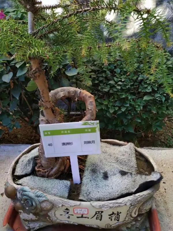 綠園盆景題詩集「推薦」 綠園盆景題詩集「推薦」