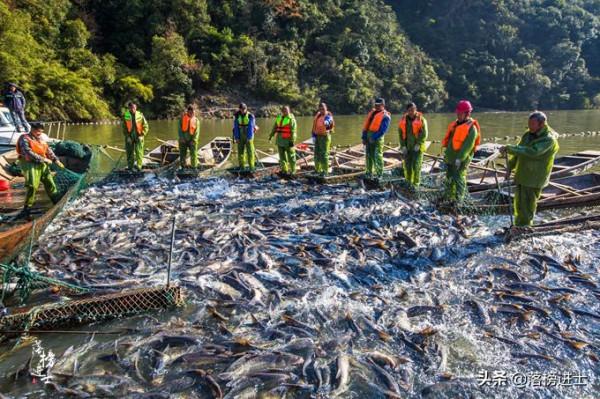 江西新餘仙女湖精彩的打漁，氣勢壯觀，品嚐一魚七吃的鮮嫩美味