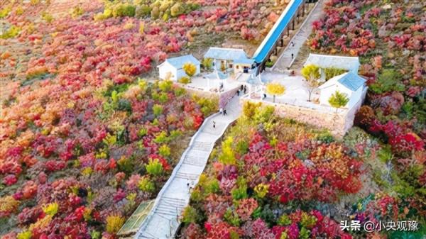 萬葉飄丹 層林盡染 伏羲山秋色惹人醉 萬葉飄丹 層林盡染 伏羲山秋色惹人醉