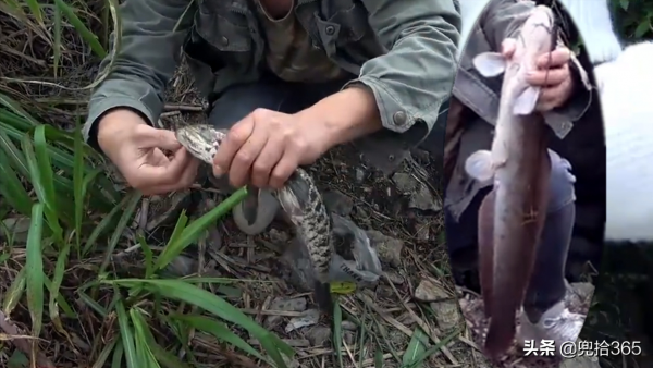 廣西夫妻倆雜草叢中野釣,小洞裡藏著米級大鯰魚,網友:專屬黑坑 廣西夫妻倆雜草叢中野釣,小洞裡藏著米級大鯰魚,網友:專屬黑坑