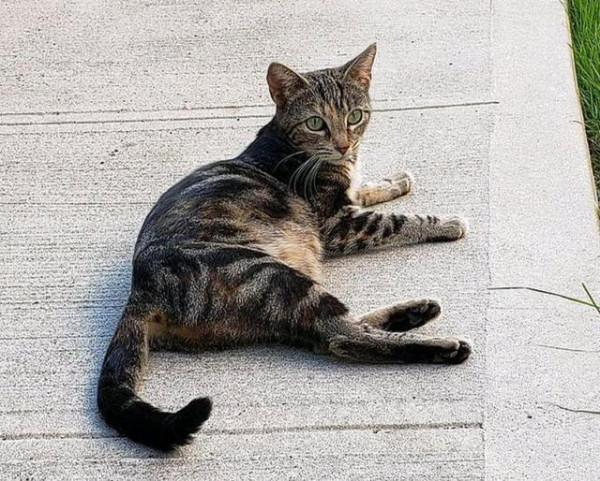 流浪狸花貓3次主動上門求收養，還帶著一肚子小貓，女孩卻不收留